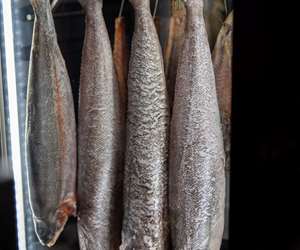 Fish hanging in dry-ager