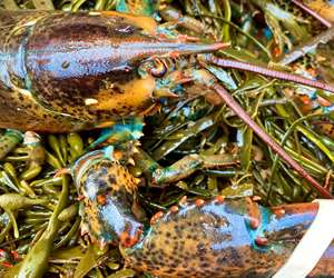 Seafood over seaweed 