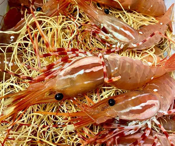 Prawns