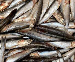 Sardines